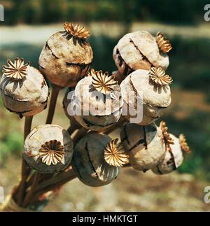 mature-opium-poppy-capsules-