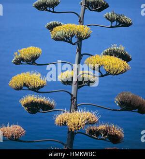 Century plant, maguey or American aloe (Agave americana) blooming, Asparagaceae. Stock Photo