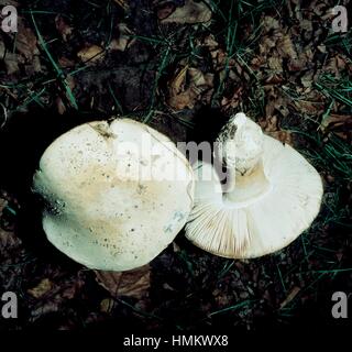 European white egg, Bearded Amanita or European Egg Amidella (Amanita ovoidea), Amanitaceae. Stock Photo