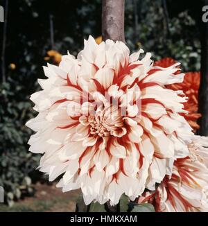 Giant decorative Dahlia (Dahlia sp), Asteraceae. Stock Photo