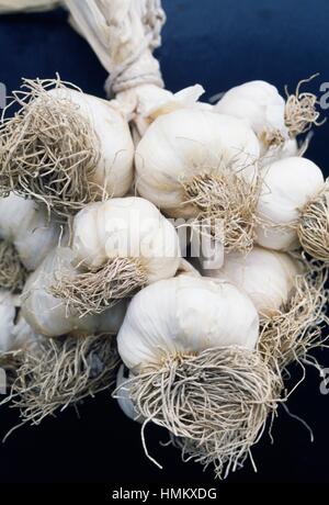 Garlic (Allium sativum), Liliaceae. Stock Photo