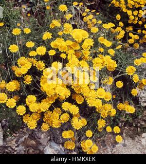 Golden marguerite or Yellow chamomile (Anthemis tinctoria or Cota tinctoria), Asteraceae. Stock Photo