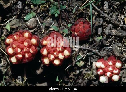 Cytinus hypocistis, Cytinaceae, Marettimo Island, Aegadian Islands, Sicily, Italy. Stock Photo