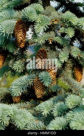 Norway Spruce branch with cones (Picea abies), Pinaceae. Stock Photo