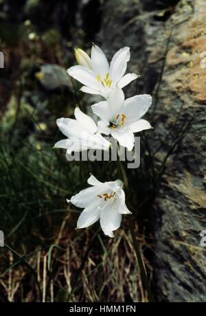 St Bruno's Lily (Paradisea liliastrum), Liliaceae. Stock Photo