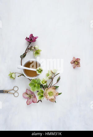 Flat lay of hellebores and teacup on a painted white and grey backdrop styled and photographed in natural light Stock Photo
