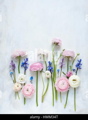 still life photographed from above of ranunculi bluebells and forget-me-nots in a row on a white and grey painted backdrop Stock Photo