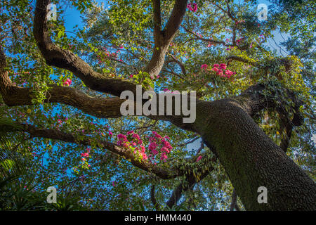 Sunken Gardens 100 year old botanical gardens in St Petersburg Florida Stock Photo