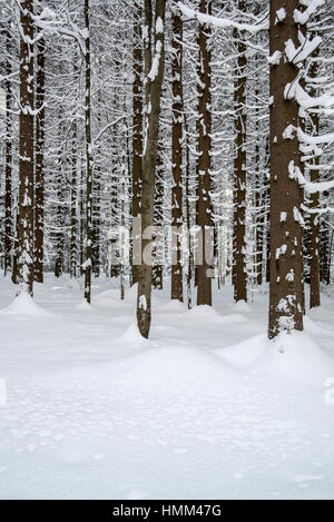 Norway spruce trees (Picea abies) in coniferous forest showing trunks and branches covered in snow in winter Stock Photo