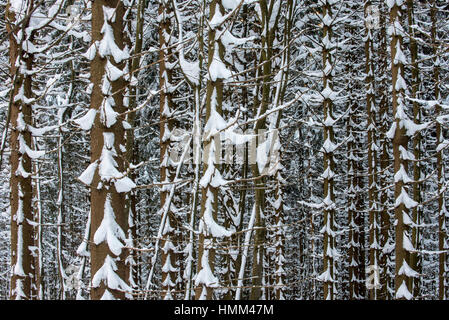 Norway spruce trees (Picea abies) in coniferous forest showing trunks and branches covered in snow in winter Stock Photo