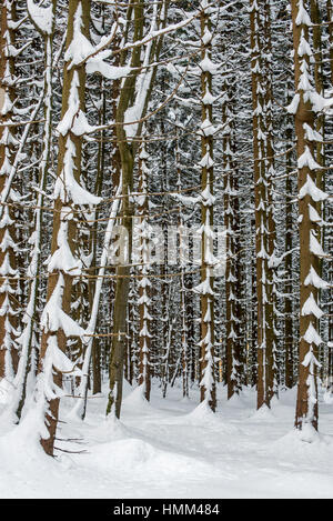 Norway spruce trees (Picea abies) in coniferous forest showing trunks and branches covered in snow in winter Stock Photo