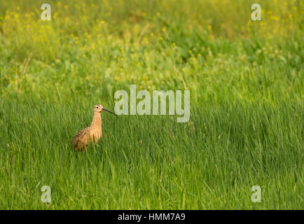 Long-billed curlew, Malheur National Wildlife Refuge, Oregon Stock Photo