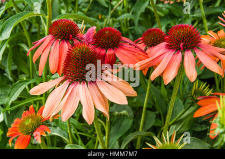 Echinacea flowers with colorful blooms in the garden Stock Photo