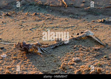 Fish bone on the beach. warm sunlight Stock Photo