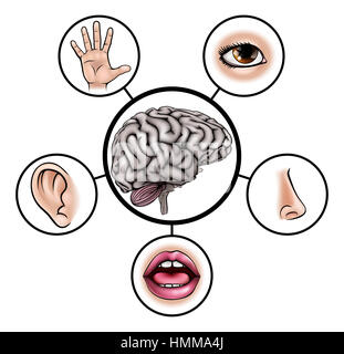 A science education illustration of icons representing the five senses attached to central brain Stock Photo