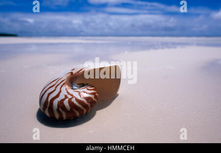 Nautilus shell on a beach in the Maldives Stock Photo