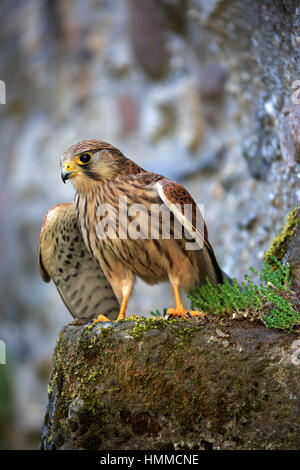 European Kestrel, Common Krestel, (Falco tinnunculus), adult on rock, Pelm, Kasselburg, Eifel, Germany, Europe Stock Photo