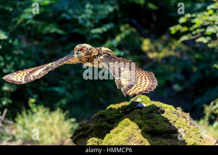 Eagle Owl, (Bubo bubo), adult flying, Pelm, Kasselburg, Eifel, Germany, Europe Stock Photo