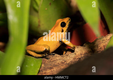 Black Legged Dart Frog, (Phyllobates bicolor), adult, alert, South America Stock Photo