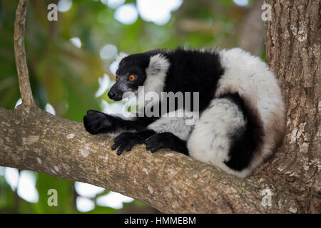 Madagascar, Nosy Boraha (aka Ile Ste Marie). Northern black-and-white ruffed lemur (WILD: Varecia variegata, subspecies) Stock Photo
