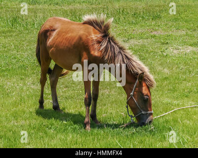 Yonaguni Horse, native breed horse to the Yonaguni Island, western border island of Japan. It's a part of Okinawa. Stock Photo