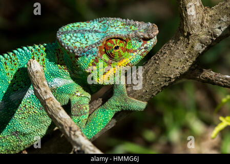 Madagascar, Nosy Be (Big Island) off the northwest coast of mainland Madagascar. Lemuria Land, Nosy Be panther chameleon (Furcifer pardalis) which are Stock Photo