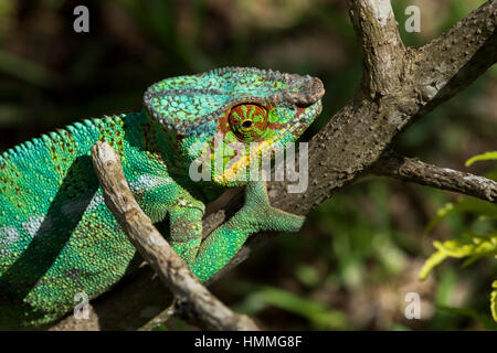 Madagascar, Nosy Be (Big Island) off the northwest coast of mainland Madagascar. Lemuria Land, Nosy Be panther chameleon (Furcifer pardalis) which are Stock Photo