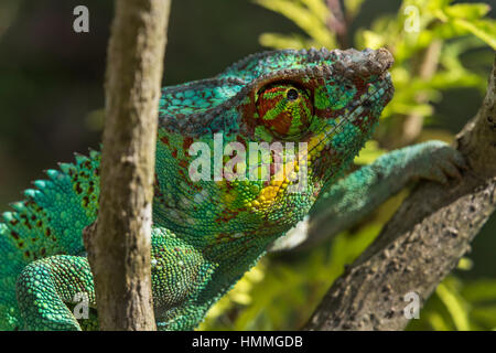 Madagascar, Nosy Be (Big Island) off the northwest coast of mainland Madagascar. Lemuria Land, Nosy Be panther chameleon (Furcifer pardalis) which are Stock Photo