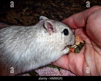 Gerbil eating grains from hand Stock Photo