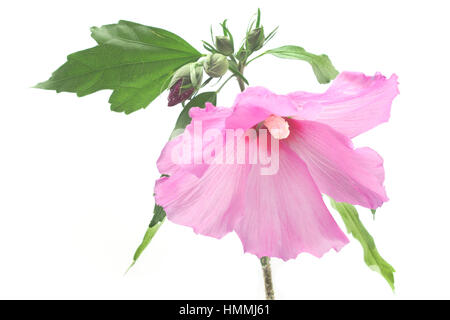 Hibiscus flower with buds isolated on a white Stock Photo
