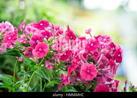 Details of red flowers in the garden with background soft focus Stock Photo