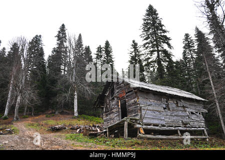 Shabby wooden hut in the forest. Early autumm day. Stock Photo