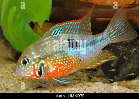 Mexican Firemouth (Thorichthys ellioti) - female with young fish Stock Photo