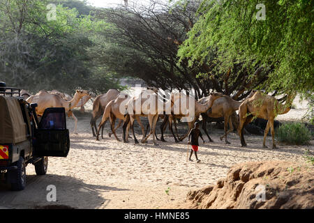 KENYA Marsabit, Samburu pastoral tribe, Samburu village Ngurunit, camels in dry river bed of river Ngurunit / KENIA, Marsabit, Samburu Dorf Ngurunit, Kamele  im trockenen Flussbett des Flusses Ngurunit Stock Photo