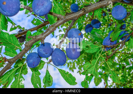 Plums on tree - Black plums on tree Stock Photo