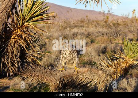 Goshawk Stock Photo