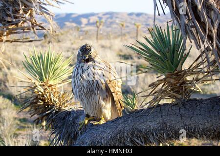 Goshawk Stock Photo