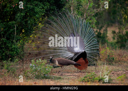 Indian Peafowl, (Pavo cristatus), adult male spread his tail, courtship, Bundala Nationalpark, Sri Lanka, Asia Stock Photo