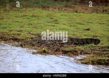 Saltwater Crocodile, (Crocodylus porosus), adult on shore sunbathing, Bundala Nationalpark, Sri Lanka, Asia Stock Photo