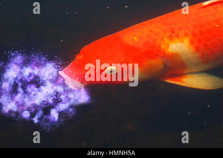 Digitally enhanced image of a large gold fish swimming in a pond Stock Photo