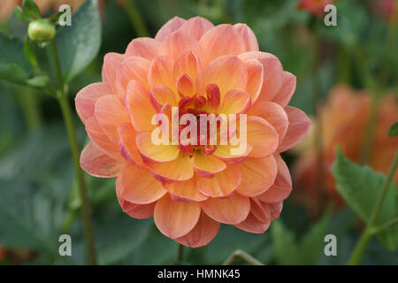 Dahlia 'Pam Howden' Stock Photo