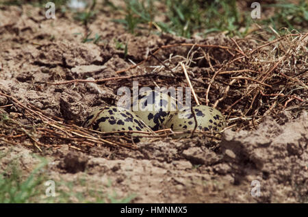 Black-Winged Stilt, Himantopus himantopus, eggs in nest scrape on ground,Rajasthan,India Stock Photo