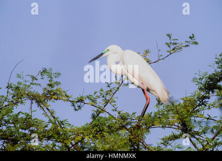 Intermediate Egret, (Mesophoyx intermedia), adult bird with breeding plumage,Keoladeo Ghana National Park,Bharatpur,Rajasthan,India Stock Photo