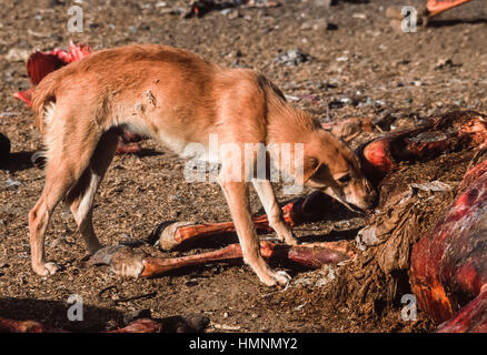 Feral dogs scavenging around an animal waste dump, Rajasthan, India Stock Photo
