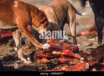 Feral dogs scavenging around an animal waste dump, Rajasthan, India Stock Photo