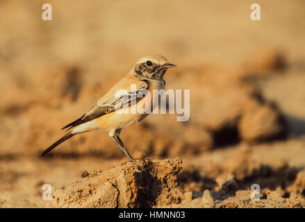 Desert Wheatear, (Oenanthe deserti), male bird with non-breeding plumage, Velavadar National Park,Velavadar,Gujarat,India Stock Photo