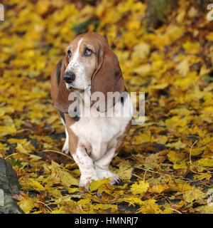 basset hound dog Stock Photo