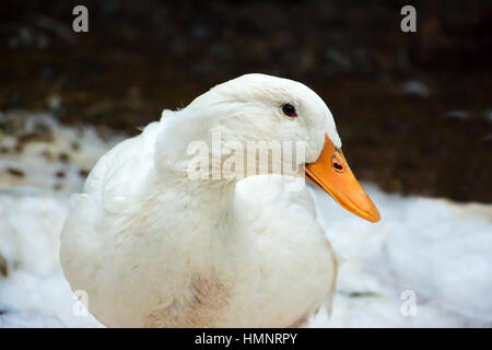 Real Pekin duck. A popular domesticated breed. Stock Photo