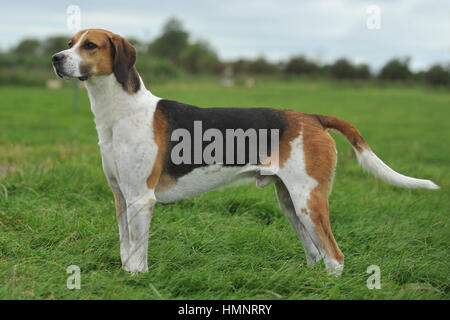english foxhound Stock Photo