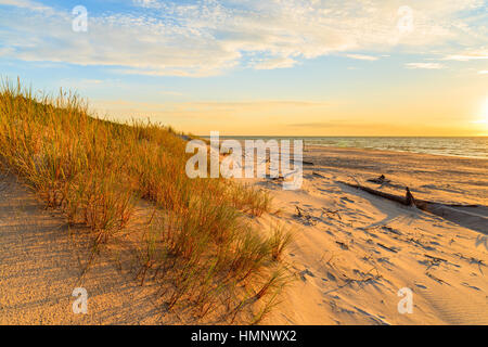 Grass on sand dune and sunset over Leba beach, Baltic Sea, Poland Stock Photo